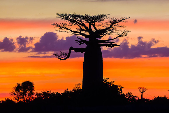 Baobab Sunset - Madagascar