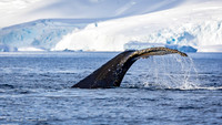 Humpback Whales