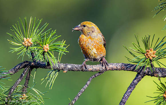 Red Crossbill