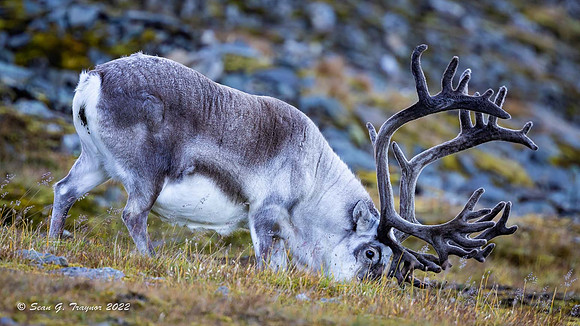 Svalbard Reindeer