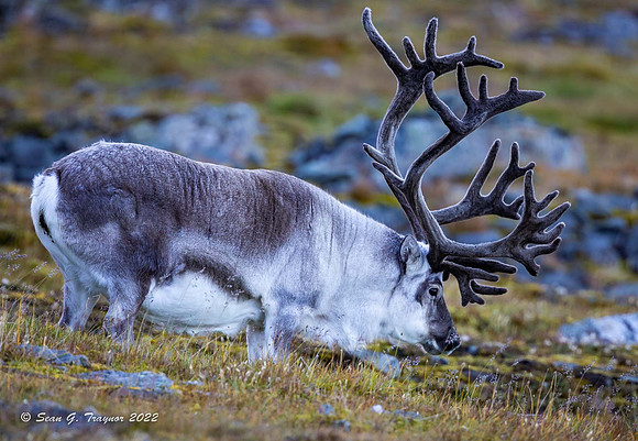Svalbard Reindeer