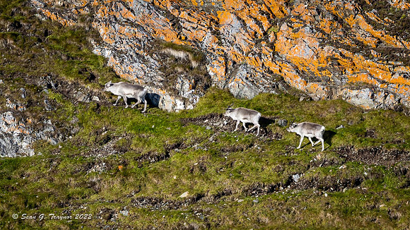 Svalbard Reindeer