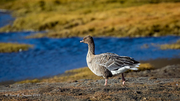 Pink-footed Goose