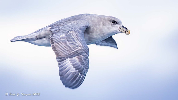 Fulmar