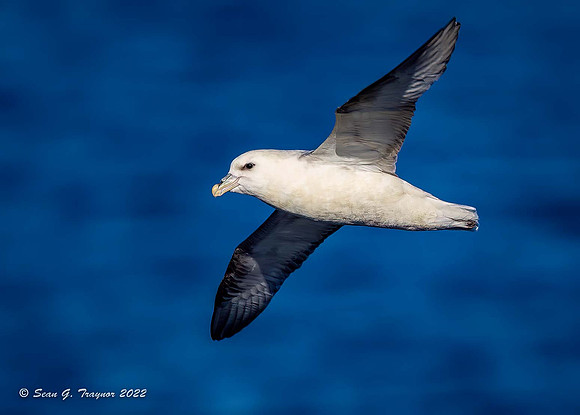 Fulmar
