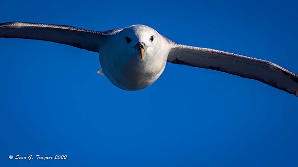 Fulmar