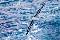 Black-browed Albatros