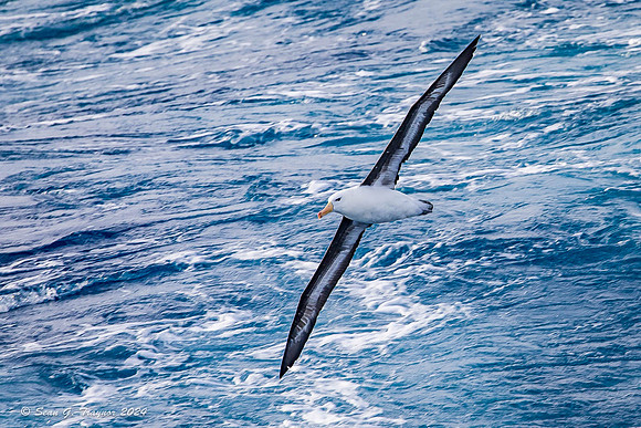 Black-browed Albatros