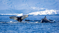 Humpback Whales