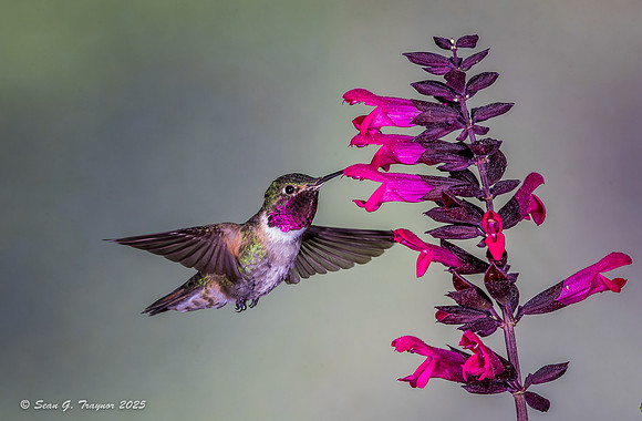 Broad-tailed Hummingbird