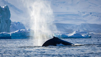 Humpback Whales