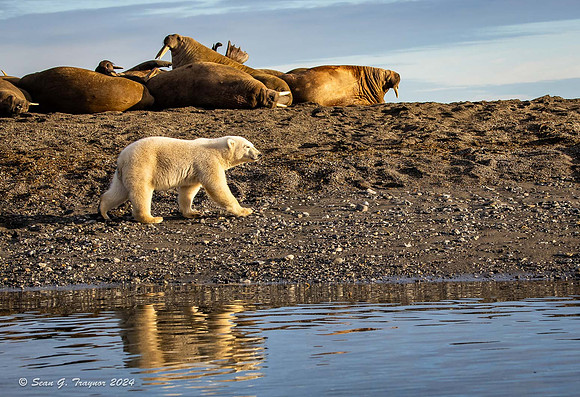 Polar Bears & Walruses