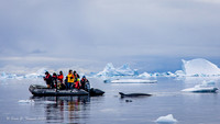 Humpback Whales