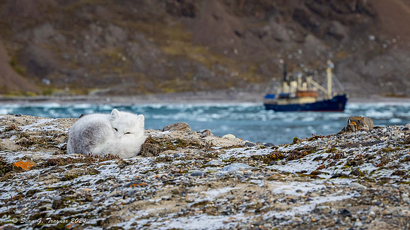 Arctic Fox