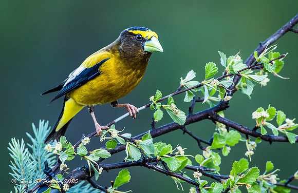 Evening Grosbeaks