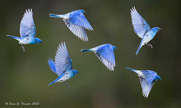 Mountain Bluebirds