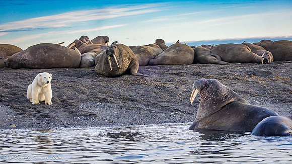 Polar Bears & Walruses