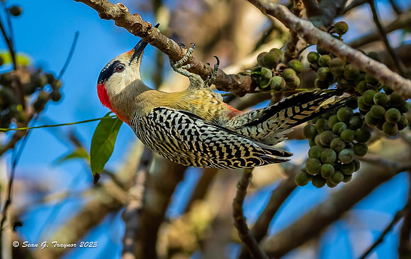 West Indian Woodpecker