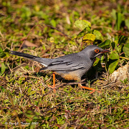 Red-legged Thrush