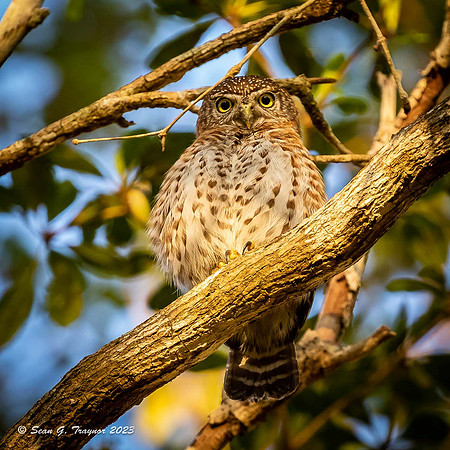 Cuban Pigmy Owl
