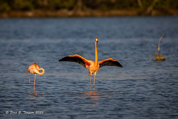 American Flamingos