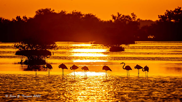 American Flamingos