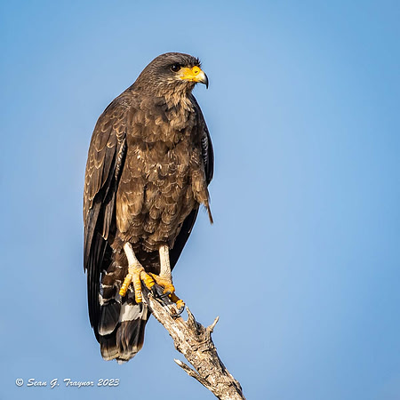 Cuban Black Hawk