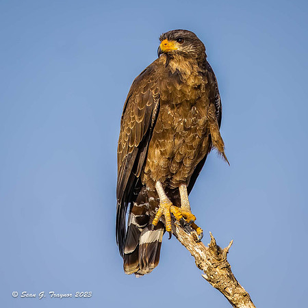 Cuban Black Hawk