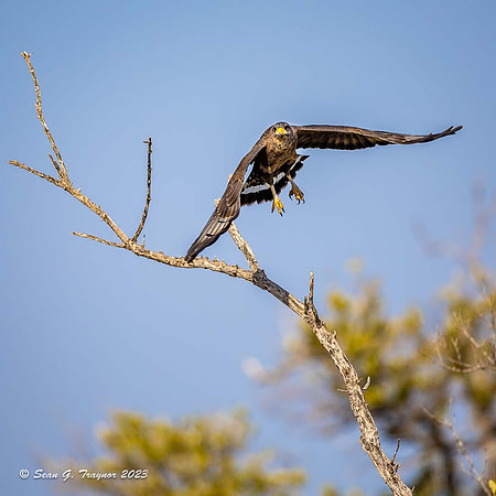 Cuban Black Hawk