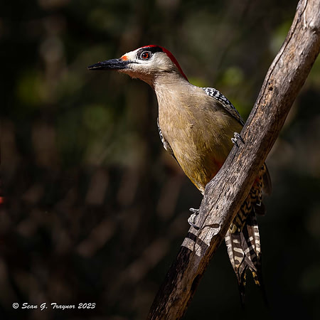 West Indian Woodpecker