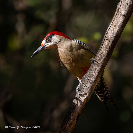 West Indian Woodpecker