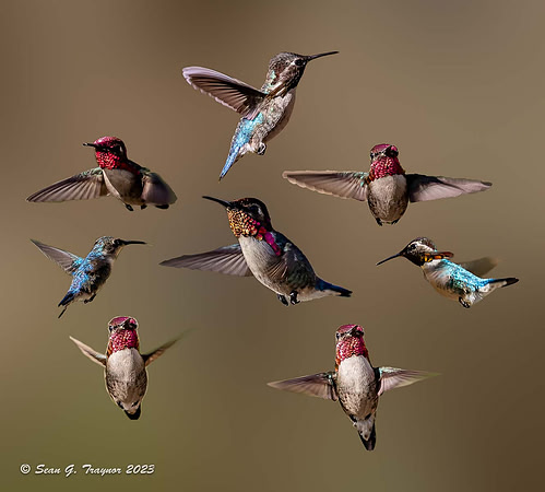 Bee Humming Birds