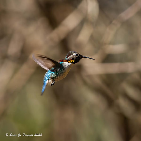 Bee Humming Bird - Male