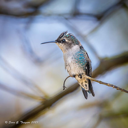 Bee Humming Bird
