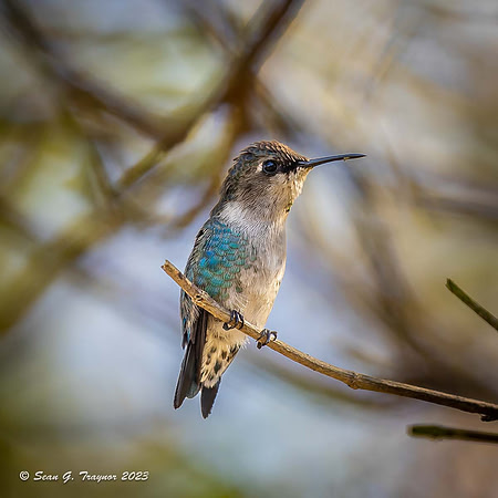 Bee Humming Bird - Female