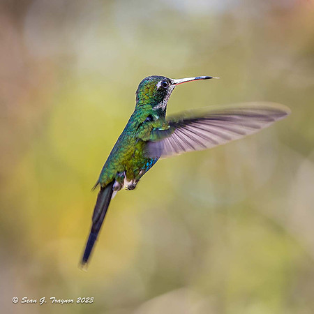 Cuban Emerald Hummingbird