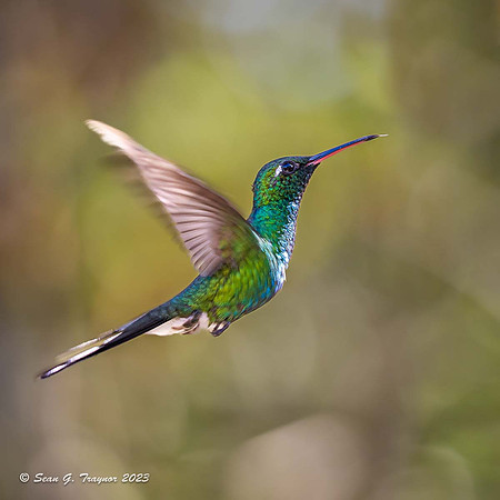 Cuban Emerald Hummingbird