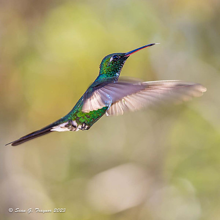 Cuban Emerald Hummingbird