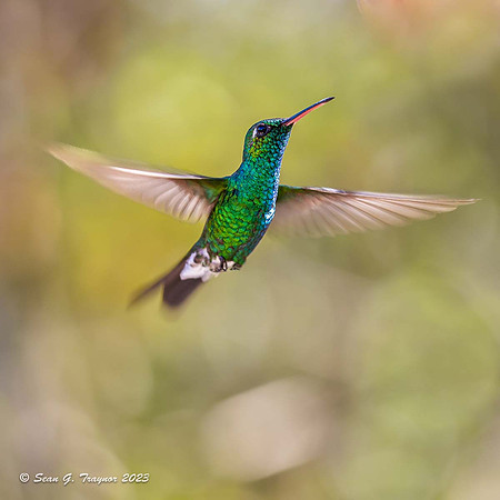 Cuban Emerald Hummingbird