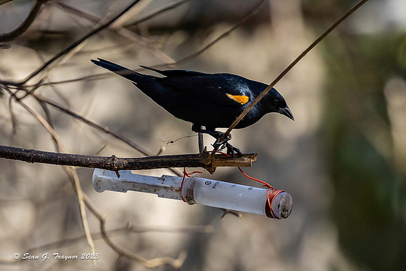 Tawny-shouldered Blackbird