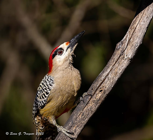 West Indian Woodpecker