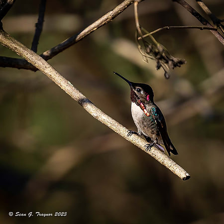 Bee Humming Bird - Male