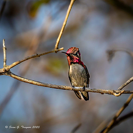 Bee Humming Bird - Male
