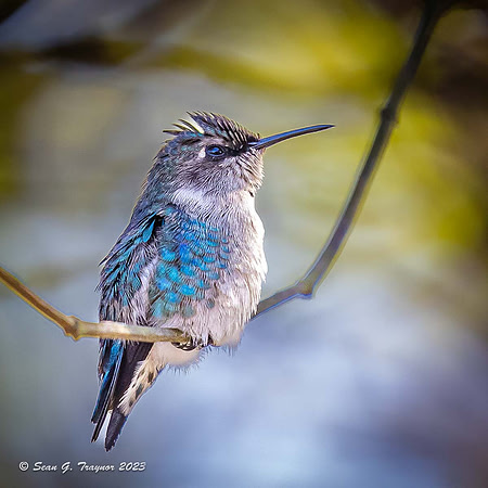 Bee Humming Bird - Female