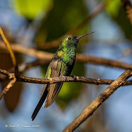 Cuban Emerald Hummingbird