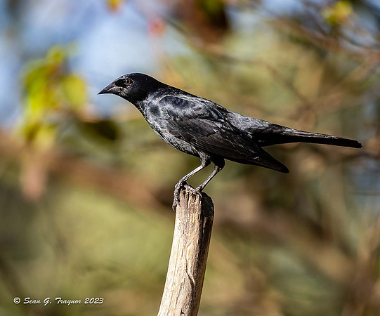 Tawny-shouldered Blackbird