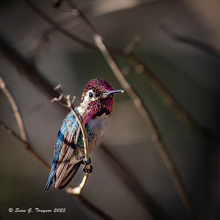 Bee Humming Bird - Male