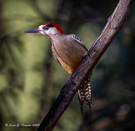 West Indian Woodpecker