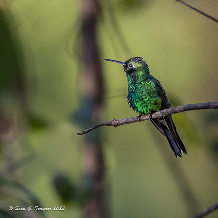Cuban Emerald Hummingbird