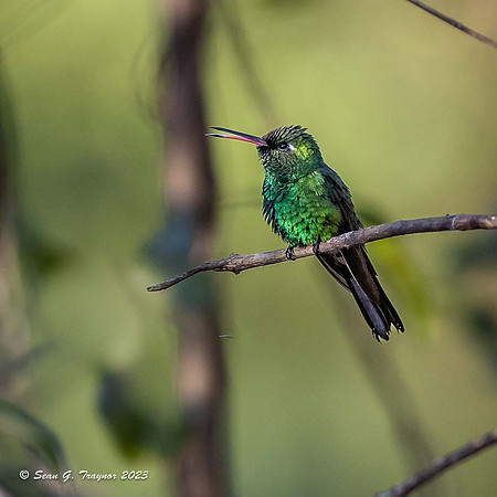 Cuban Emerald Hummingbird